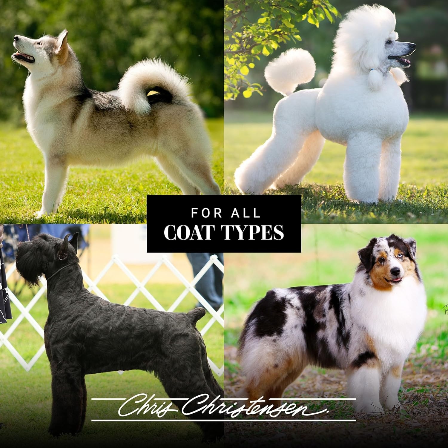 image:imageChris Christensen OC Magic Foam Self Rinse Dog Shampoo Removes Hair Spray Chalk Heavy Products for Wire Coat Dogs and Delicate Soft Coated Dogs Groom Like a Professional 75 oz75oz